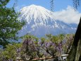 富士山と藤棚