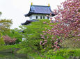松前城の八重桜