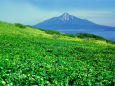 花咲く礼文島と利尻山