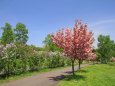 八重桜とライラック咲く公園 2