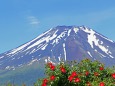 富士山を背景に咲く薔薇