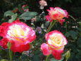 春日池公園のバラ
