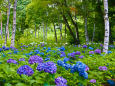 白樺林と紫陽花
