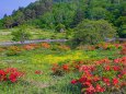 五味池破風高原自然園