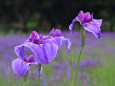花菖蒲～紫鮮やかな『石狩川』