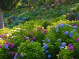 太閤山ランド紫陽花園