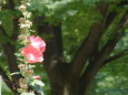 花壇のコケコッコ花