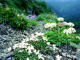 タカネビランジ(左下の白い花)