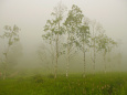霧の入笠湿原