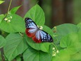 渡りの蝶アサギマダラ
