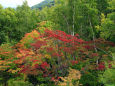 早くも色付き始めた札幌の紅葉