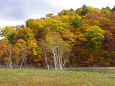 色づく木々・ 尾瀬ヶ原の秋