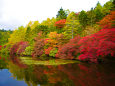 秋色の白駒池