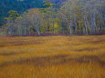 黄金色の湿原