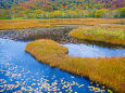 秋の池塘と草黄葉
