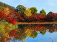 嵯峨野大覚寺大沢の池の秋
