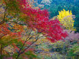 袋田の滝 下流の紅葉
