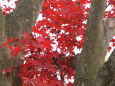 大木にに挟まれた紅葉