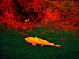 紅葉を映す川を泳ぐ鯉