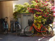 橙色の自転車と山茶花
