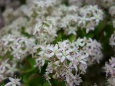 フチベニベンケイの花