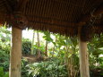 夢の島熱帯植物館2