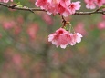 沖縄の寒緋桜