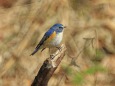 幸せの青い鳥(ルリビタキ)