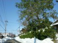 雪積もる町並み大きな松の木