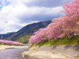 河川敷から見る河津桜