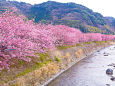 河津川と桜並木