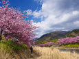 河川敷を彩る河津桜