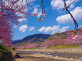 早春の空と河津桜