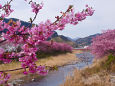 水辺の河津桜