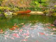 錦鯉群れ遊ぶ庭園の池
