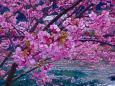川面を彩る河津桜