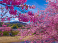 早春の彩り 河津桜