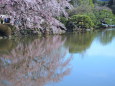 桜咲く中池の風景