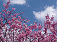 早春の空と河津桜