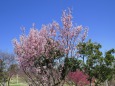 桜咲き出した明石海峡公園