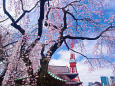 しだれ桜と東京タワー