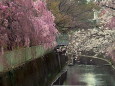 神田川の桜の共演