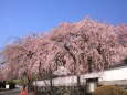 明王寺の枝垂れ桜