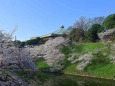武道館と牛ケ淵の桜