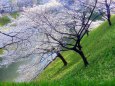 牛ヶ淵の桜