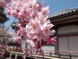 満開の桜1