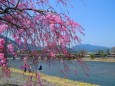 紅しだれ桜と嵐山渡月橋