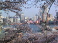 桜の花と都会の海