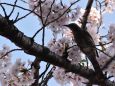 桜の木にヒヨドリ