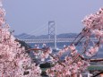 鳴門大橋と桜